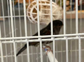 red/black  mosaic hen