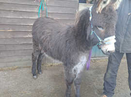 Registered Jenny Donkey