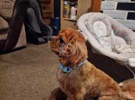 Good home wanted for sales cavalier king charles spaniel