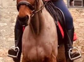 Handsome 15'2 gelding