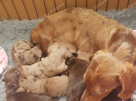 Pedigree Miniature dachshund puppies