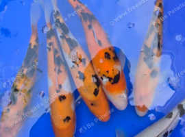 Koi carp - pond fish joblot - Bedworth