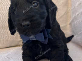 Beautiful Cockapoo's *READY NOW *