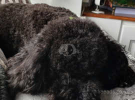 Gorgeous Toy Poodle Puppies for Sale