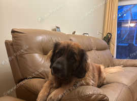 10 wks Leonberger bitch puppys