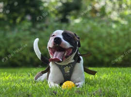 Long- legged staffy