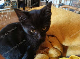 Kitten looking for home
