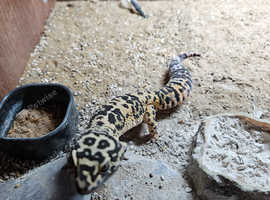 Adult Leopard Gecko Breeding Male (Rescue)