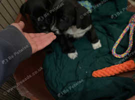 West highland terrier x
