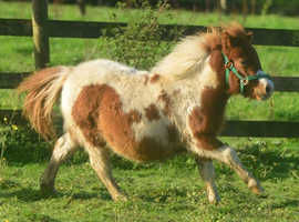 Beautifully Marked Yearling Shetland