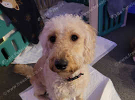Double doodle puppy