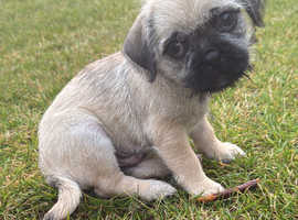 Puppy