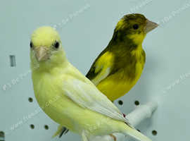 Pair of raza canaries for sale
