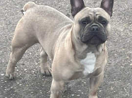FRENCH BULLDOG MALE PINK CARRIER £600