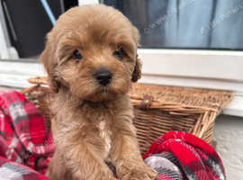 Cavapoo puppies health tested