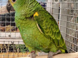 Baby Blue fronted Amazon Parrot