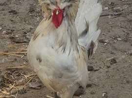 Cockerell needing a home