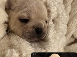 6 Frug puppies