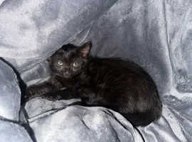 Female Russian black cat