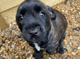 West Highland Terrier Dogs And Puppies In Chippenham Find Puppies And Dogs At Freeads In Chippenham S 1 Classified Ads