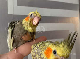 Silly tame hand reared cockatiels