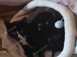 Kittens not sexed yet ready 26th june