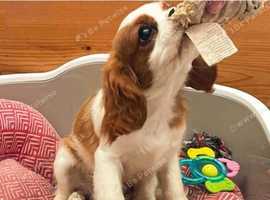 Trained socialization Cavalier King Charles Spaniel 100% kc