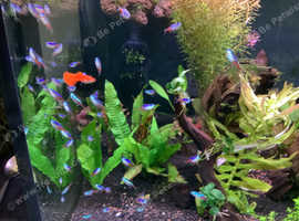Neons for sale