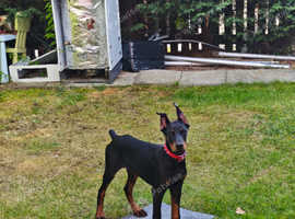 Doberman boy