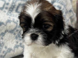 Quality Lhasa apso kc reg puppies