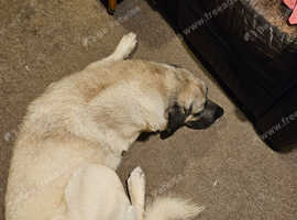 Dog needs a home urgently