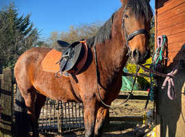 16,2hh Happy Hacking Standardbred Mare