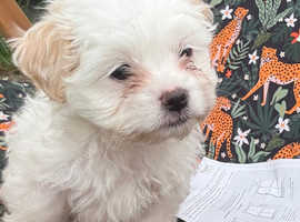 READY NOW Jaffa hypoallergenic