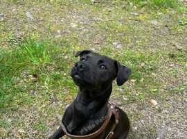 5 patterdale terrier pups