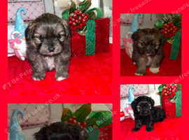 Beautiful tiny pomeranian x puppys
