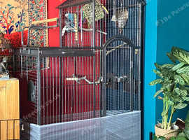 Extra large cockatiel cage with accessories