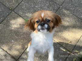 SHIHTZU X 1 year old girl for sale