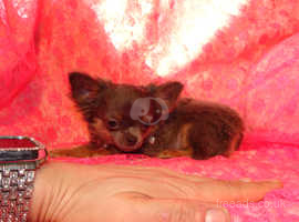 XXXXXXS Micro Tiny KC Registered Blue & Tan Chihuahua Boy Puppy 6 Months Old