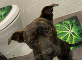 Pure breed Staffy pups for sale