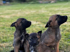 Belgian Shepherd Malinois puppies