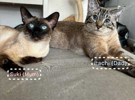 Siamese Kittens