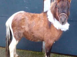 Orieo toba¬no dun colt