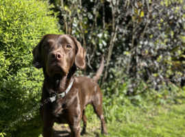 Chocolate Springador -