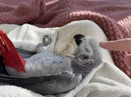 Twinkle The African Grey Parrot