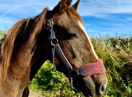 Hackney colt to make 14.2