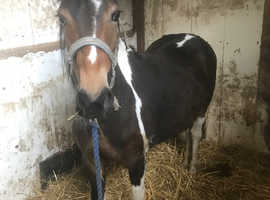 Lovely filly to make 13'2hh