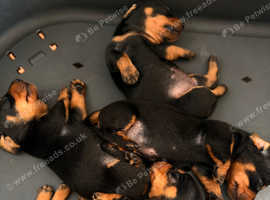 For Sale Miniature Dachshunds