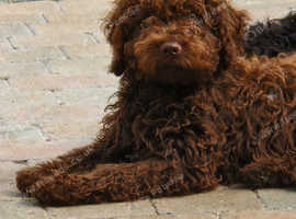 Beautiful Spanish Water Dog Puppies