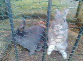Two beautiful males rabbits