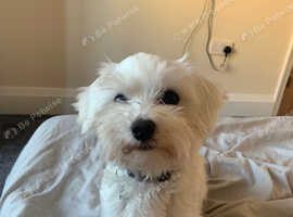 Maltese male 4 years old